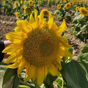 Meet your Posher, Heidi